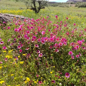 Diplacus bigelovii, Red Rock Canyon, Kern county