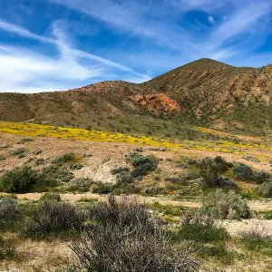 Desert wildflowers at Red Rock Canyon, Kern County