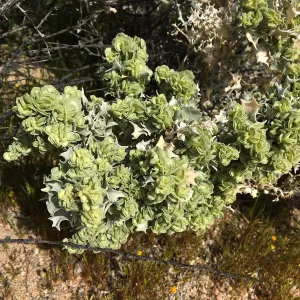 Atriplex hymenelytra, Red Rock Canyon, Kern county