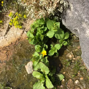 Erythranthe guttata, Red Rock Canyon, Kern county
