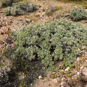 Atriplex hymenelytra, Red Rock Canyon, Kern county