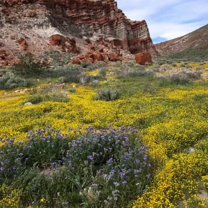 Lasthenia & Phacelia on bajada at Red Rock Canyon, Kern county