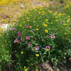 Diplacus bigelovii, Red Rock Canyon, Kern county