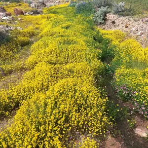 Lasthenia in wash at Red Rock Canyon, Kern county