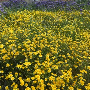 Lasthenia & Phacelia at Red Rock Canyon, Kern county