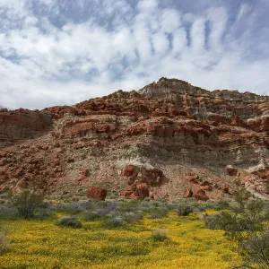 Lasthenia on bajada at Red Rock Canyon, Kern county