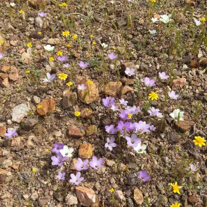 Linanthus parryae, Red Rock Canyon, Kern county
