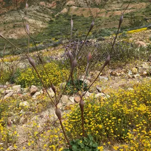 Eriogonum inflatum, Red Rock Canyon, Kern county
