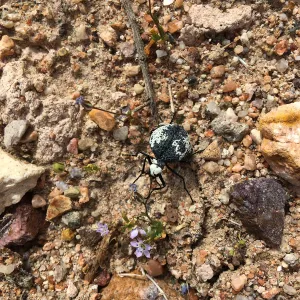 Desert blister beetle, Red Rock Canyon, Kern county