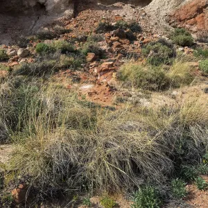 Sporobolus airoides, Red Rock Canyon, Kern county