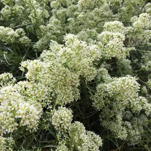 Lepidium fremontii, Red Rock Canyon, Kern county