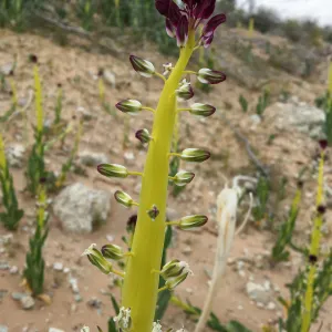 Caulanthus, Jawbone Canyon, Kern County