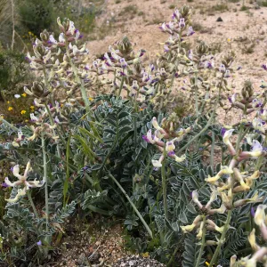Astragalus, Jawbone Canyon, Kern County