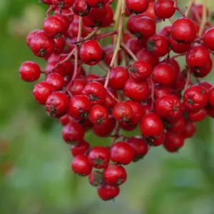 Toyon Berries