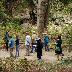 Greet the Day Stroll in the Redwood Section