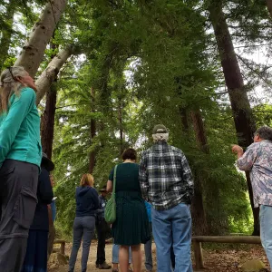 Greet the Day Stroll in the Redwood Section