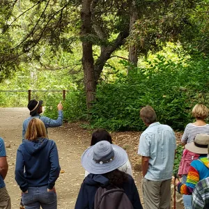 Greet the Day Stroll in the Redwood Section