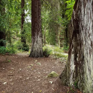 Redwood Section (Coast Redwood)
