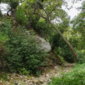 Mission Creek just above Mission Dam