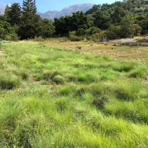 Bouteloua gracilis in Meadow