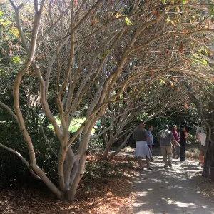 Leaning Pine Arboretum, Cal Poly San Luis Obispo