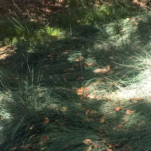 Festuca, Leaning Pine Arboretum, Cal Poly San Luis Obispo
