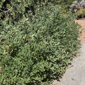 Frangula californica at Leaning Pine Arboretum, Cal Poly San Luis Obispo