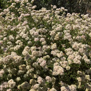 Eriogonum fasciculatum at Leaning Pine Arboretum, Cal Poly San Luis Obispo