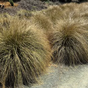 Muhlenbergia rigens at Leaning Pine Arboretum, Cal Poly San Luis Obispo