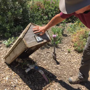 Irrigation valve cover at San Luis Obispo Botanic Garden