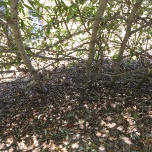Willow structure at San Luis Obispo Botanic Garden
