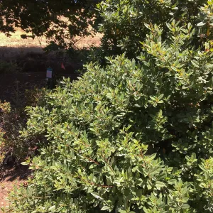 San Luis Obispo Botanic Garden, Frangula californica