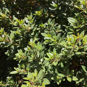 San Luis Obispo Botanic Garden, Frangula californica