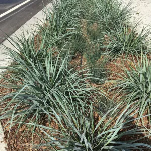 Roundabout at Las Positas and Cliff Drive, Leymus Canyon Prince