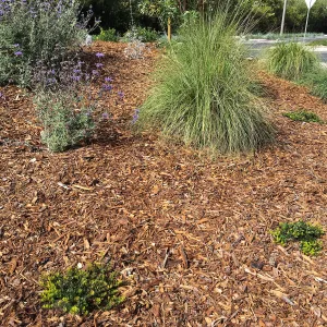 Roundabout at Las Positas and Cliff Drive, Salvia (Sage) Allen Chickering