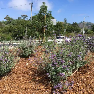Roundabout at Las Positas and Cliff Drive, Salvia (Sage) Allen Chickering