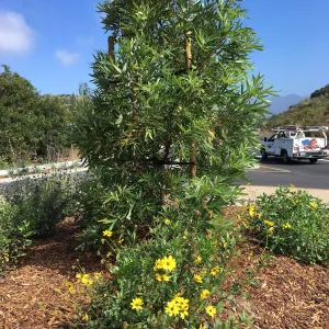 Roundabout at Las Positas and Cliff Drive, Encelia californica & Lyonothamnus Santa Cruz Island Ironwood