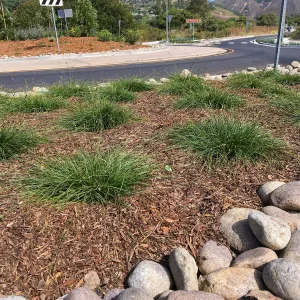 Roundabout at Las Positas and Cliff Drive, Carex