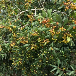 Frangula californica in natural vegetation ajacent to round-about at Los Positas Rd