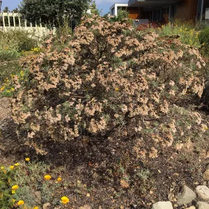 Native plant garden on Oliver Road, Santa Barbara CA. Eriogonum arborescens