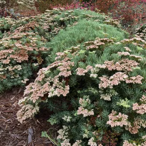 PCC, Eriogonum arborescens