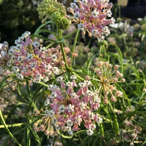 Asclepias fascicularis 