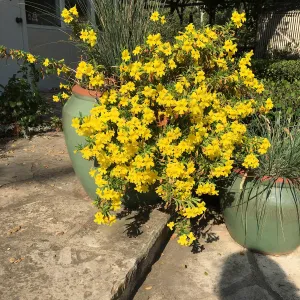 Diplacus Jelly Bean Lemon, in pots in courtyard