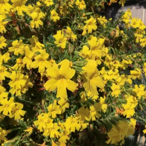 Diplacus Jelly Bean Lemon, in pots in courtyard