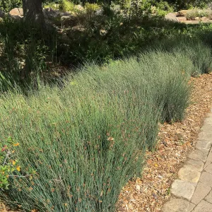 Juncus patens at the pond