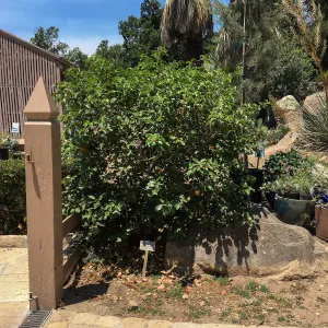 Rhus ovata at Courtyard entrance