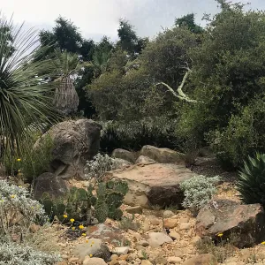 Desert Section