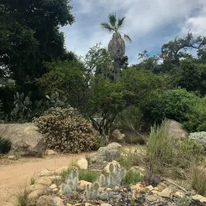Desert Section