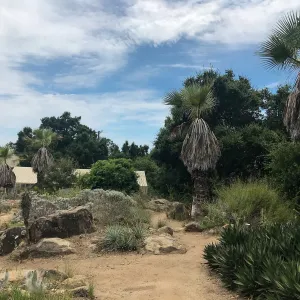 Desert Section