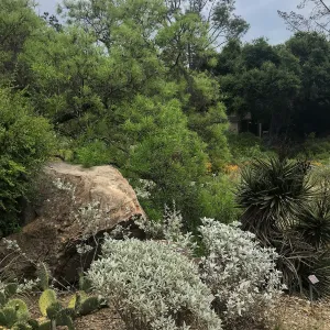 Desert Section